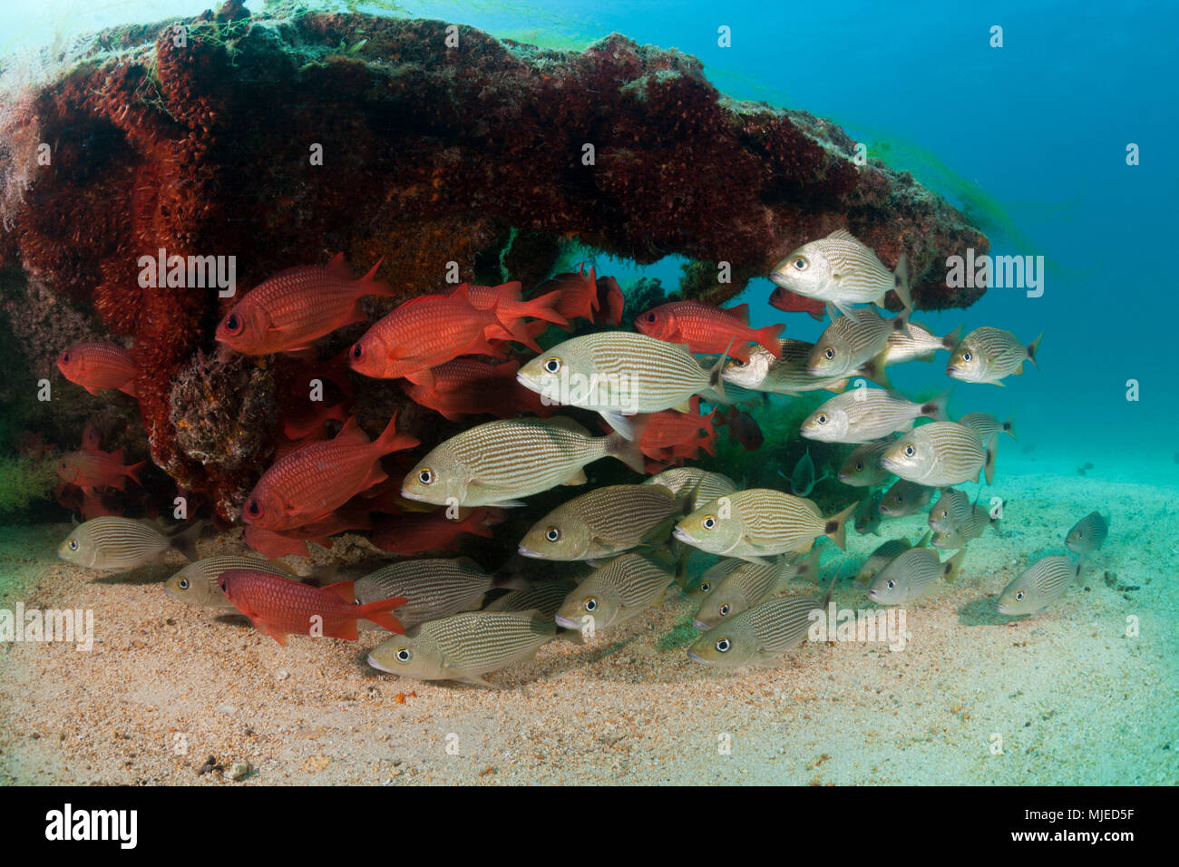 Spottail Grunts and Soldierfishes at Swanee Wreck, Haemulon maculicauda, La Paz, Baja California Sur, Mexico Stock Photo