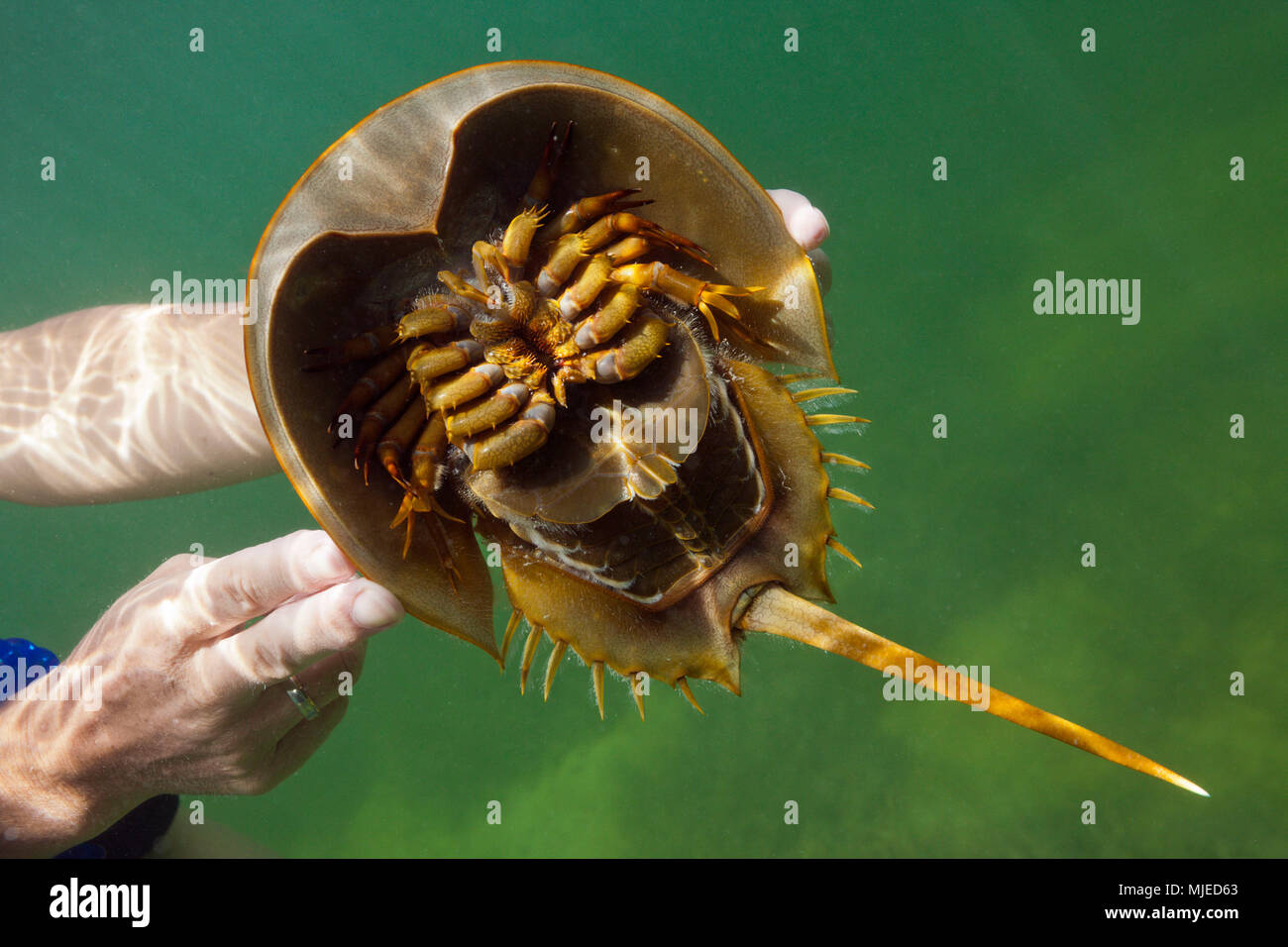 Underside of Horseshoe Crab, Limulus polyphemus, Cancun, Yucatan, Mexico Stock Photo