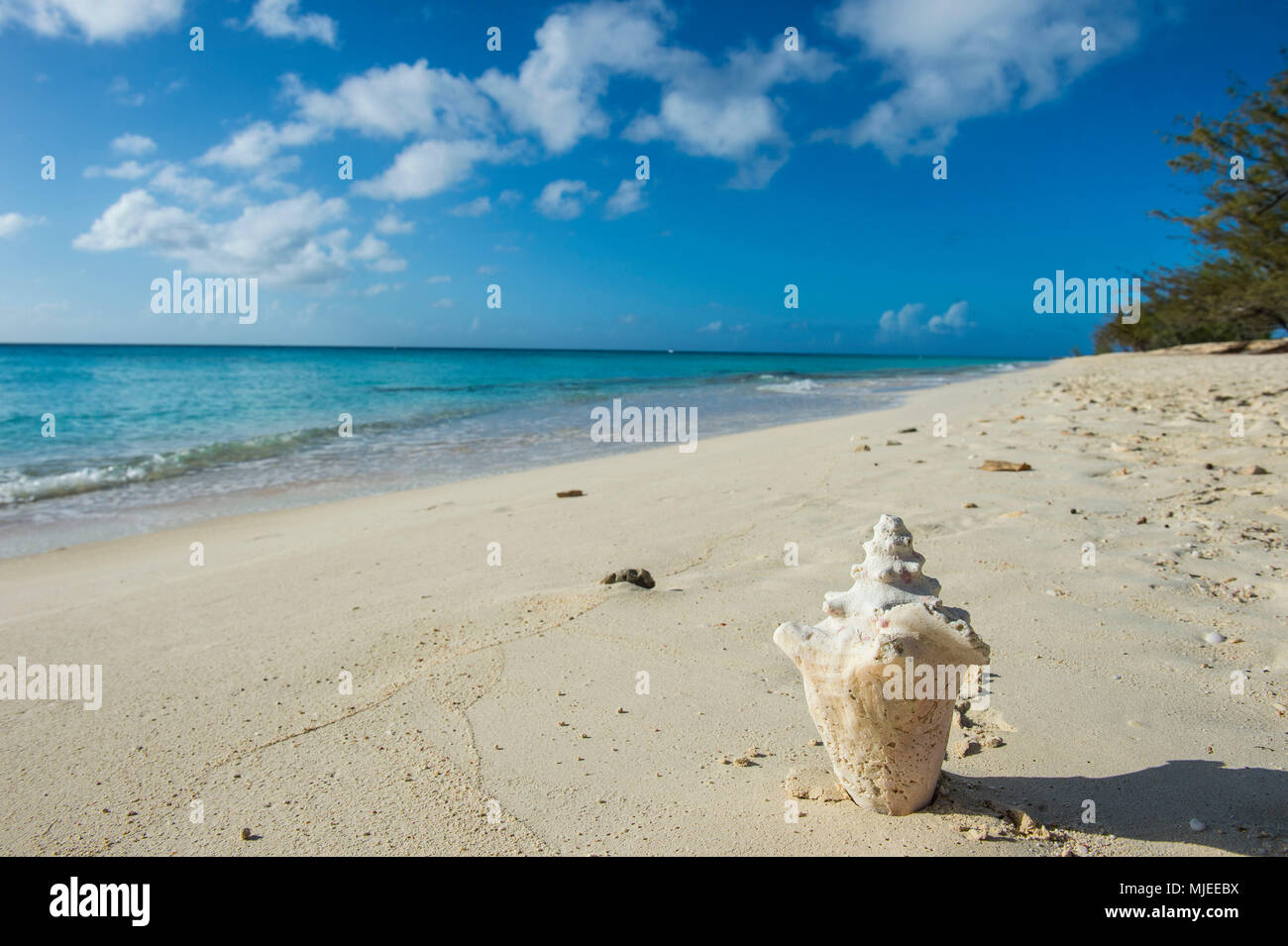 Shell on the Norman Saunders beach, Grand Turk, Turks and Caicos Stock Photo
