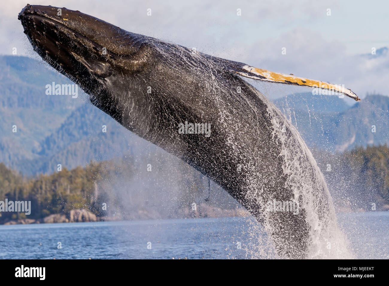 Humpback whale (Megaptera novaengliae) breaching in front of the British Columbia Coastal Mountains in Queen Charlotte Strait off Vancouver Island, British Columbia, Canada. Stock Photo