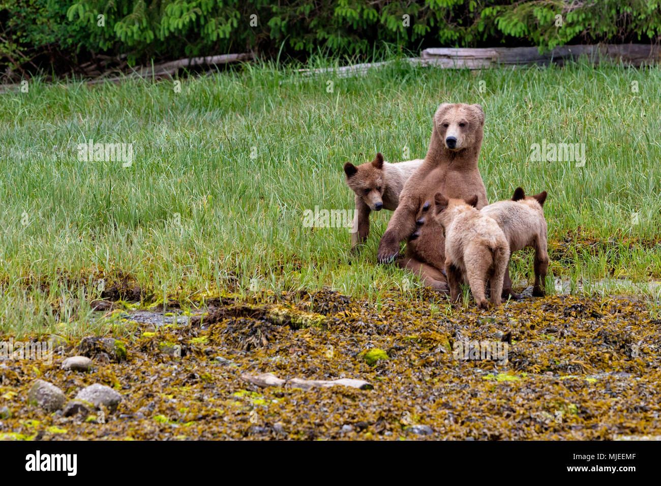 Grizzly bear mom nursing her cubs in Gelndale Cove, British Columbia, Canada. Stock Photo