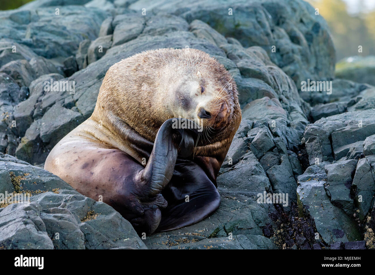 Steller Sea Lions, aka northern sea lion, Eumetopias jubatus, Broughton Archipelago Provincial Marine Park, British Columbia, Canada. Stock Photo