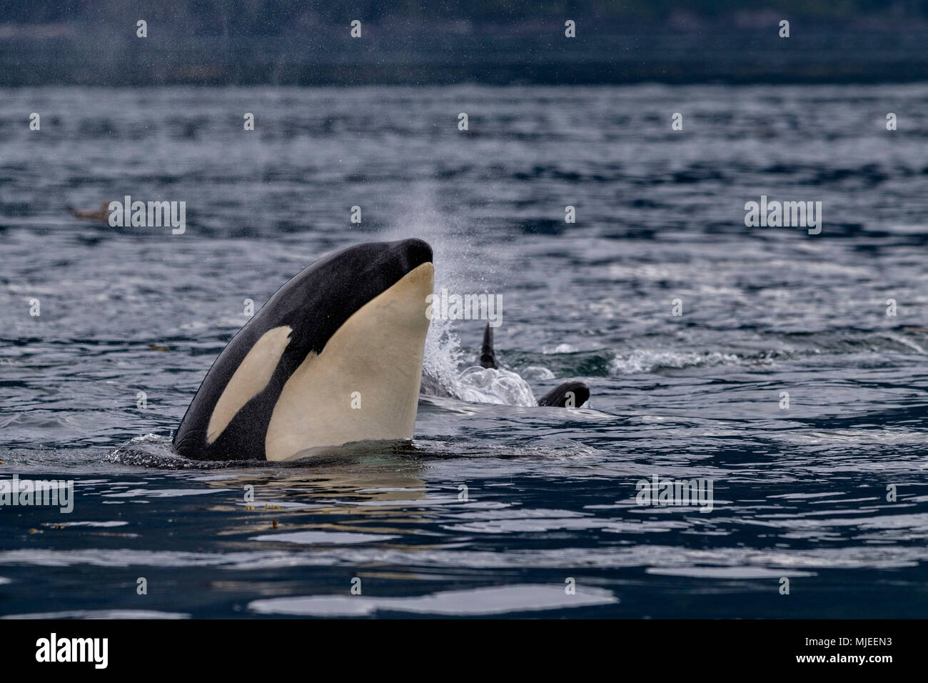 Northern resident killer whales spyhopping in front of Vancouver Island, British Columbi, Canada, Stock Photo