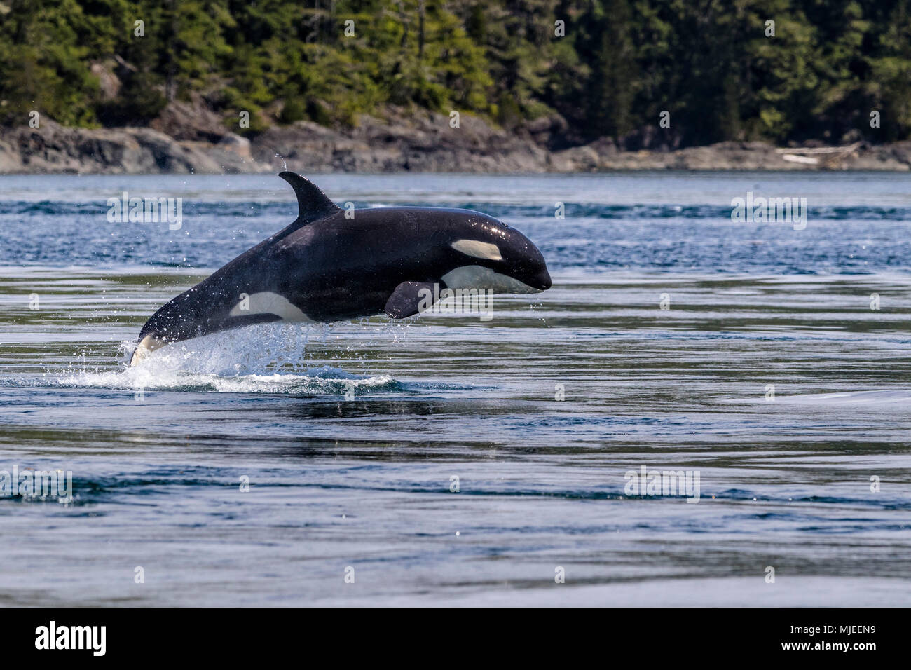 Killer whale breaching off Donegal Head of Malcolm Island, British Columbia, Canada. Stock Photo