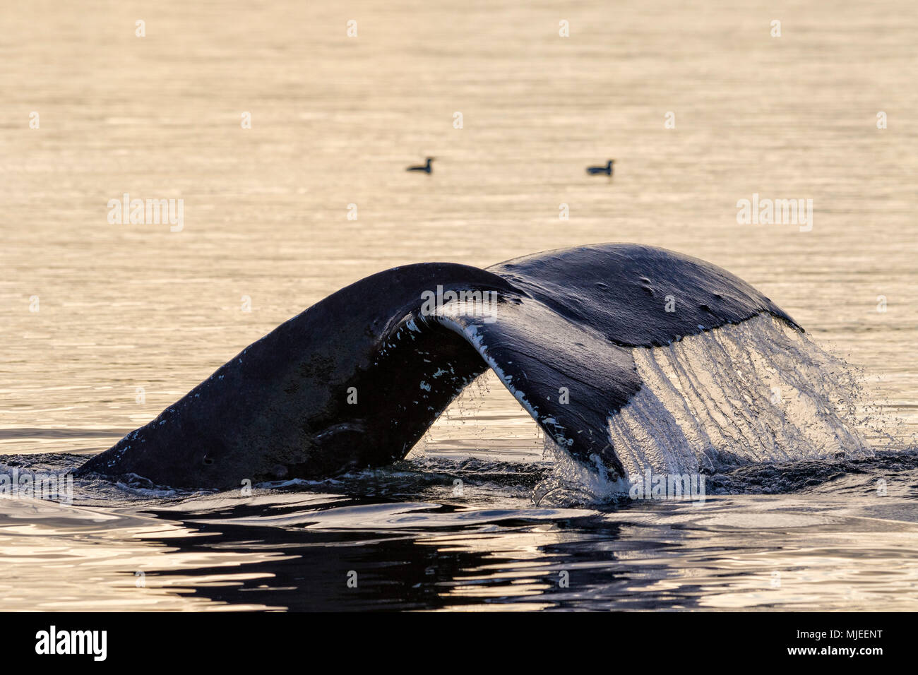 Humpback whale diving and showing its fluke on a late fall afternoon in Queen Charlotte Strait off northern Vancouver Island, British Columbia, Canada. Stock Photo