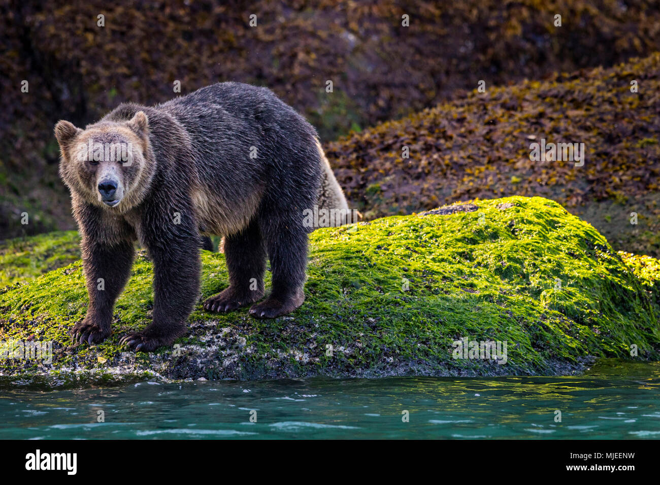 Grizzly bear female with cub feeding along the low tide line along the Knight Inlet shoreline, Great Bear Rainforest, British Columbia, Canada. Stock Photo