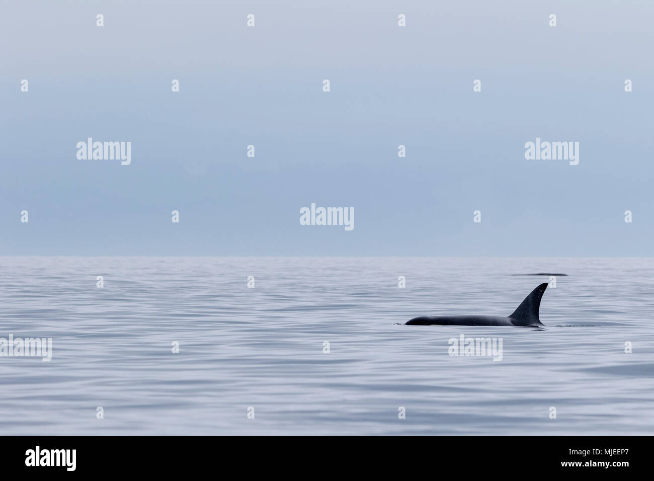Northern resident A30 killer whale (Orcinus orca) travelling through the fog in Queen Charlotte Strait off northern Vancouver Island, British Columbia, Canada. Stock Photo
