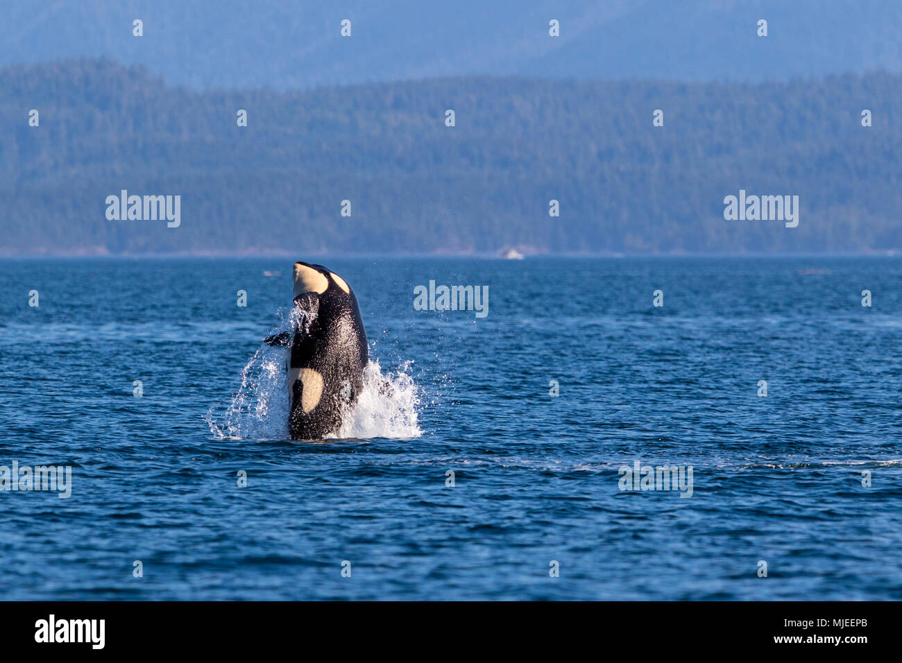 Northern resident killeer whale breaching in front of Swanson Island off Northern Vancouver Island, British Columbia, Canada. Stock Photo