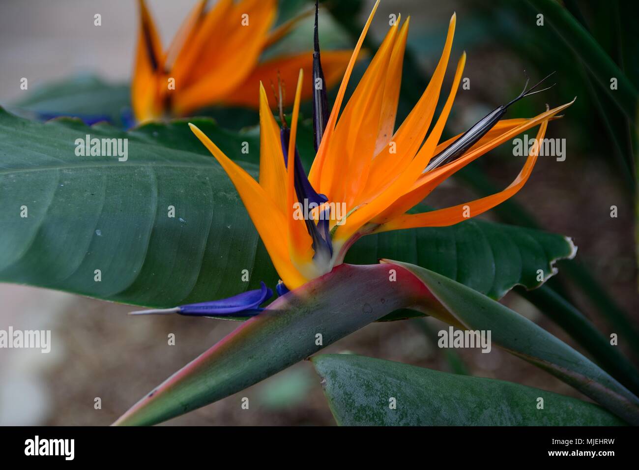 Bird of Paradise Flower Stock Photo Alamy