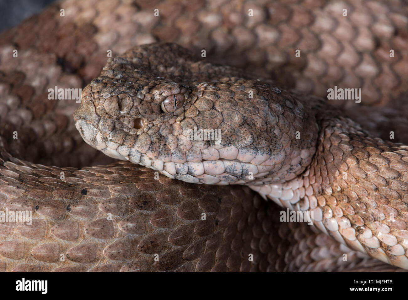 Isla Ángel de la Guarda Rattlesnake (Crotalus angelensis) from Baja ...