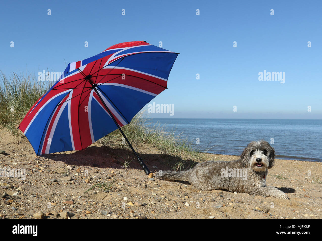 Hunstanton, Norfolk. 4th May, 2018. UK Weather: Cookie the cockapoo dog ...
