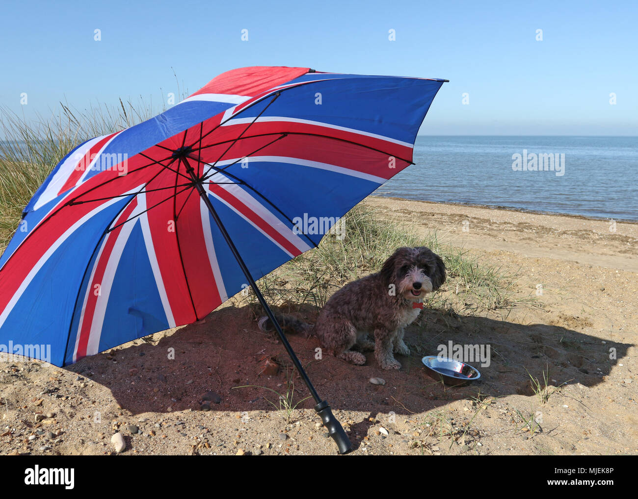 Hunstanton Norfolk 4th May 18 Uk Weather Cookie The Cockapoo Dog Enjoying The Hot Weather On The Beach At Hunstanton Norfolk On May 4 18 Credit Paul Marriott Alamy Live News Stock Photo Alamy