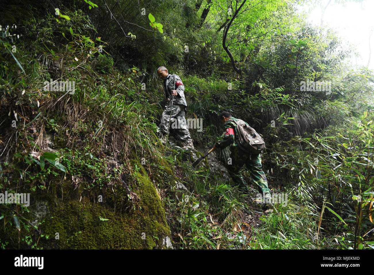 (180505) -- WUXI, May 5, 2018 (Xinhua) -- Bin Yuanpeng (L) together with his workmate patrols the Yintiaoling National Nature Reserve in Wuxi County of Chongqing Municipality, southwest China, May 4, 2018. Bin Yuanpeng, a 59-year-old male ranger, has worked at the Baiguo forest farm of the Yintiaoling National Nature Reserve for 26 years. Bin's main work is patrolling and promoting protection knowlege on the forest to prevent it from some unlawful activities and natural disasters. Together with his workmates, Bin always patrols the forest from early morning to evening. Due to their constant ef Stock Photo