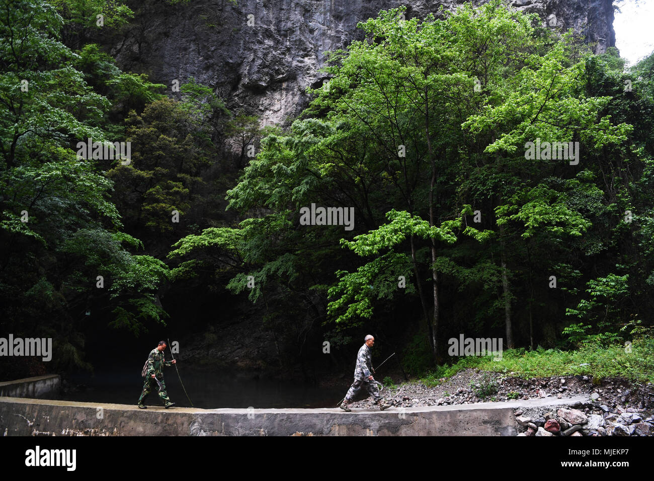 (180505) -- WUXI, May 5, 2018 (Xinhua) -- Bin Yuanpeng (R) together with his workmate patrols the Yintiaoling National Nature Reserve in Wuxi County of Chongqing Municipality, southwest China, May 4, 2018. Bin Yuanpeng, a 59-year-old male ranger, has worked at the Baiguo forest farm of the Yintiaoling National Nature Reserve for 26 years. Bin's main work is patrolling and promoting protection knowlege on the forest to prevent it from some unlawful activities and natural disasters. Together with his workmates, Bin always patrols the forest from early morning to evening. Due to their constant ef Stock Photo