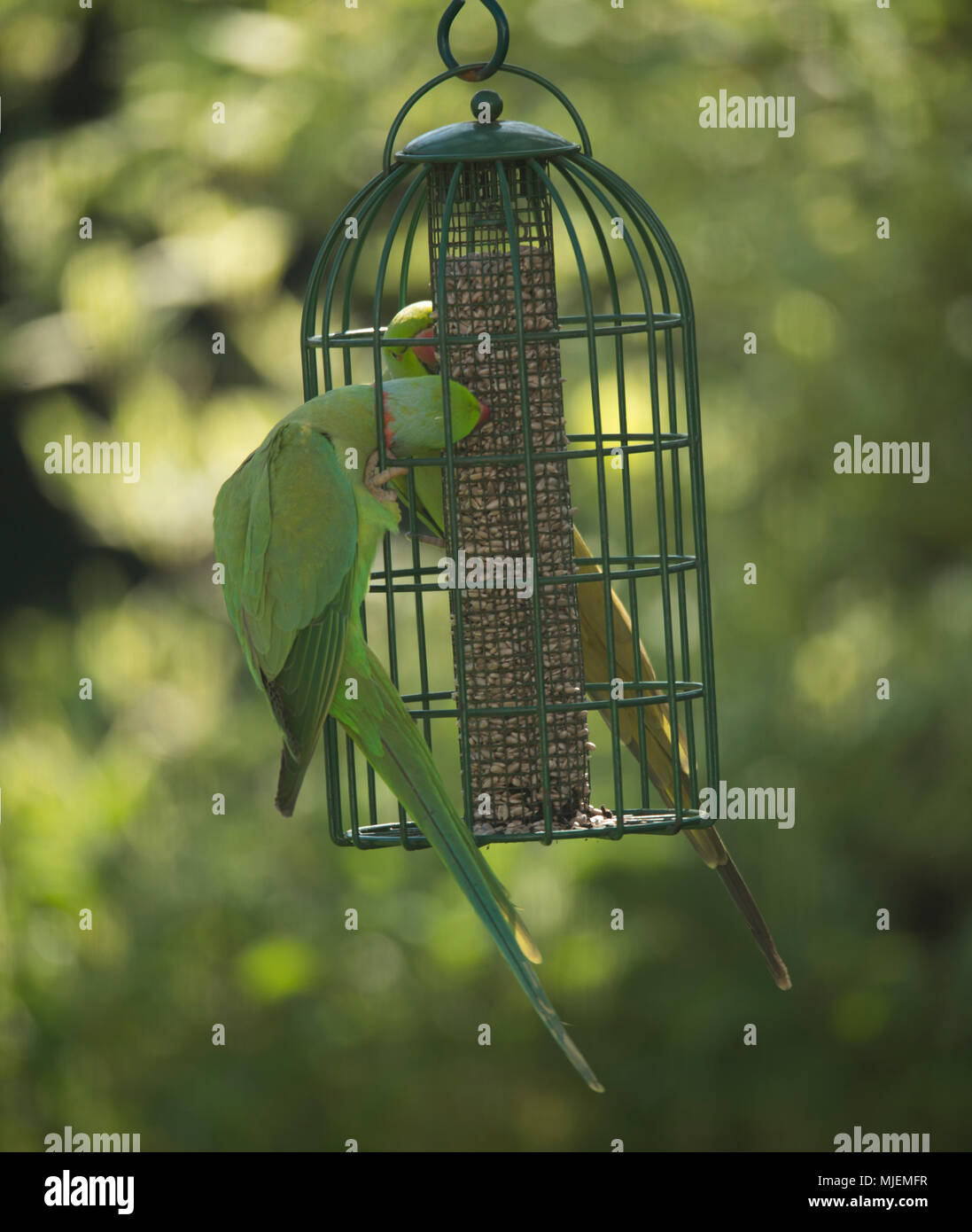 Wimbledon London Uk 5 May 2018 Ring Necked Parakeets