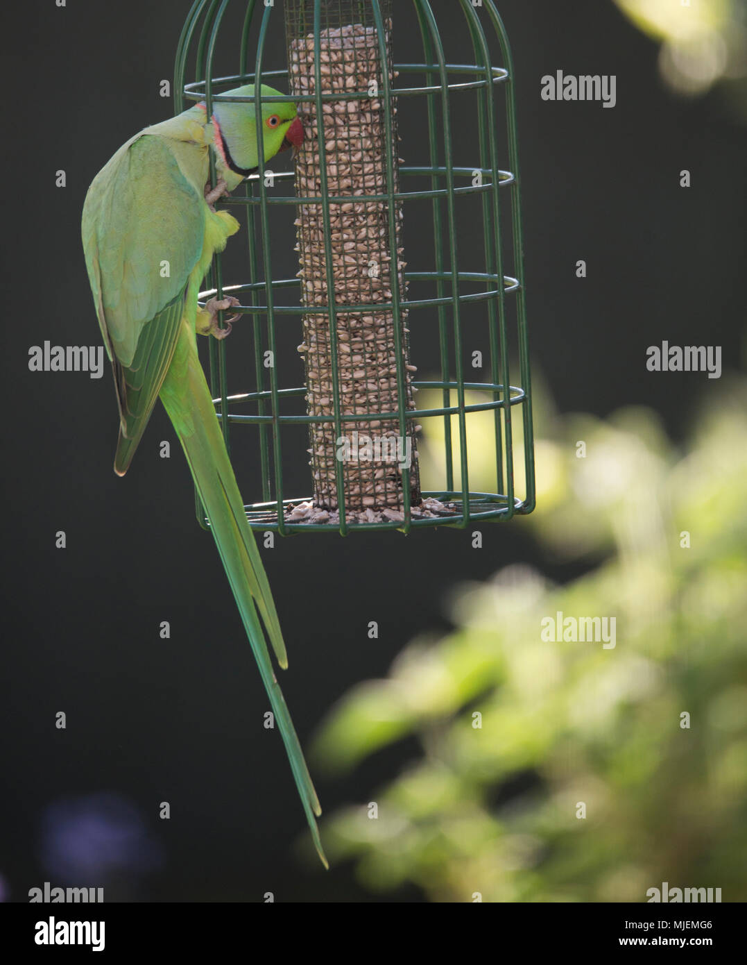 Wimbledon London Uk 5 May 2018 Ring Necked Parakeets