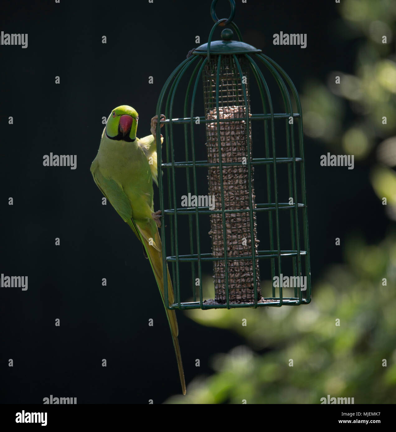 Wimbledon London Uk 5 May 2018 Ring Necked Parakeets