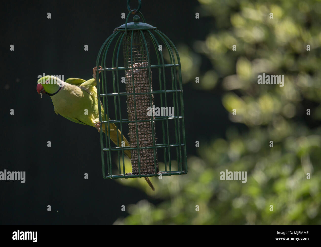 Wimbledon London Uk 5 May 2018 Ring Necked Parakeets