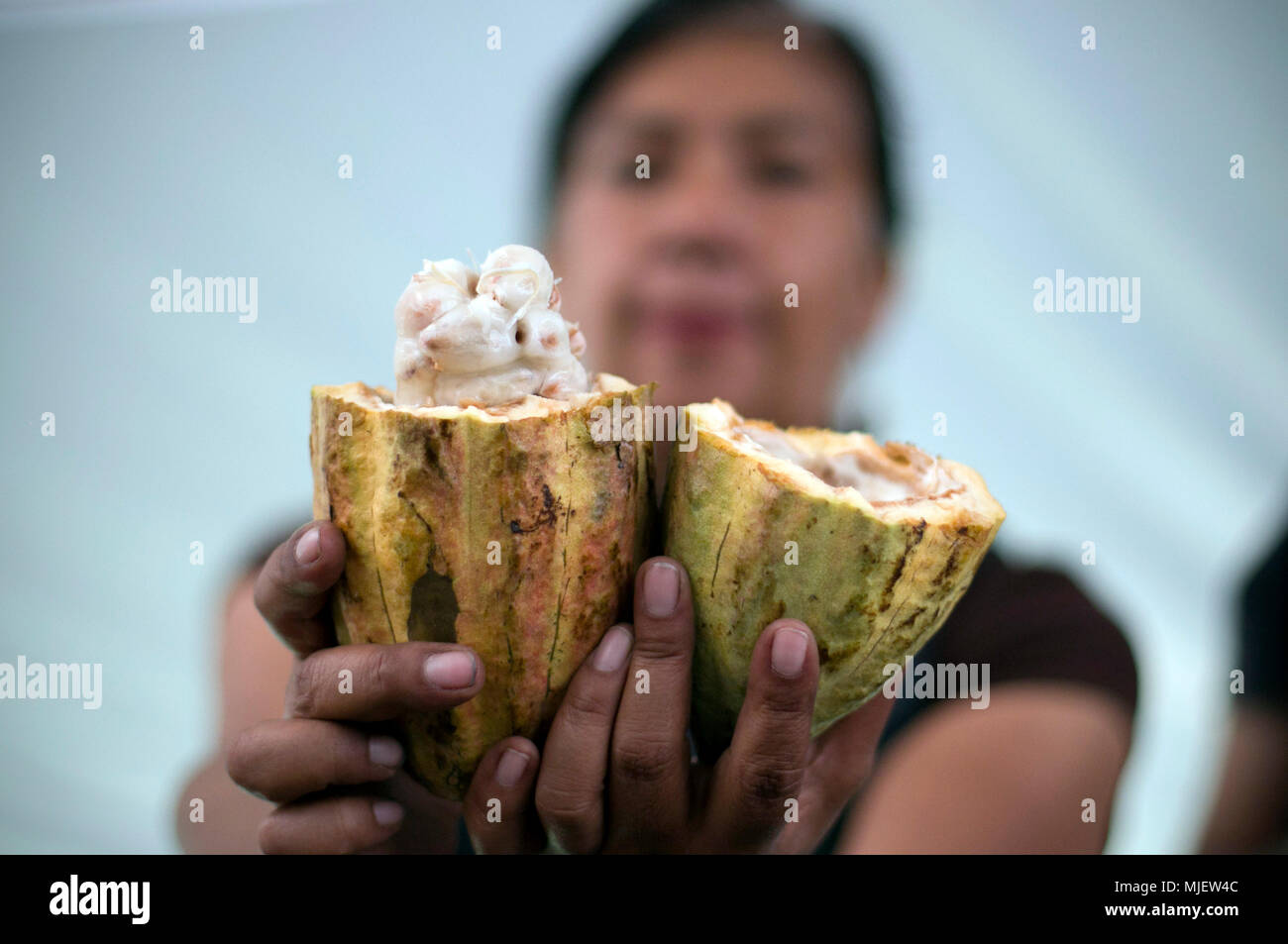 (180505) -- MEXICO CITY, May 5, 2018 (Xinhua) -- Photo taken on May 4, 2018 shows a woman presenting cacao from Tabasco during the 2018 Chocolate and Cocoa Artisan Festival, in Mexico City, capital of Mexico.(Xinhua/Alejandro Ayala) (jg) (rtg) (wtc) Stock Photo