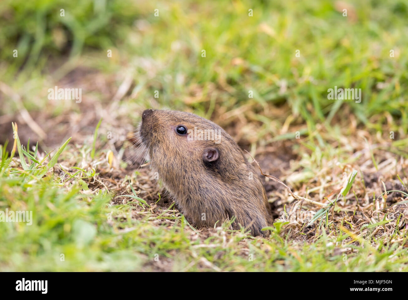Valley Pocket Gopher (Thomomys bottae) emerging from the burrow Stock