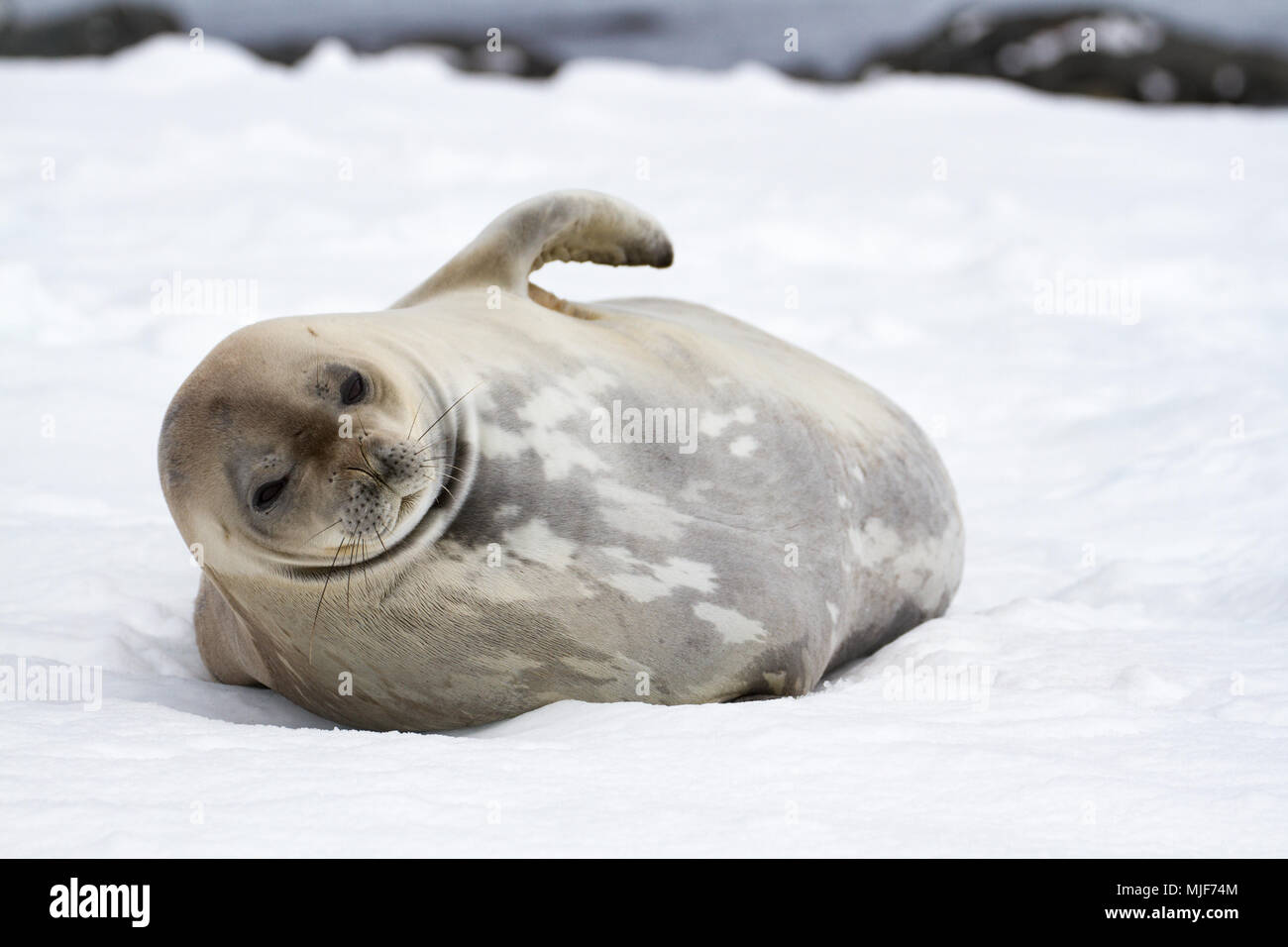 Weddell seal (Leptonychotes weddellii) lying on the snow, Mikkelsen Harbour, Antarctica Stock Photo