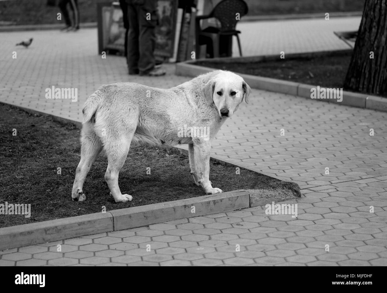 Photo of a big funny dog in the Park Stock Photo