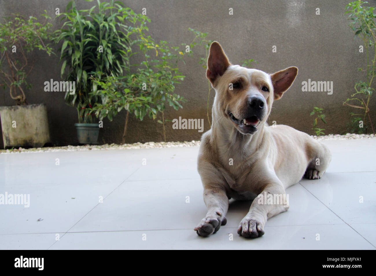 Healthy old stray dog in Bali, coming into the villa for some attention