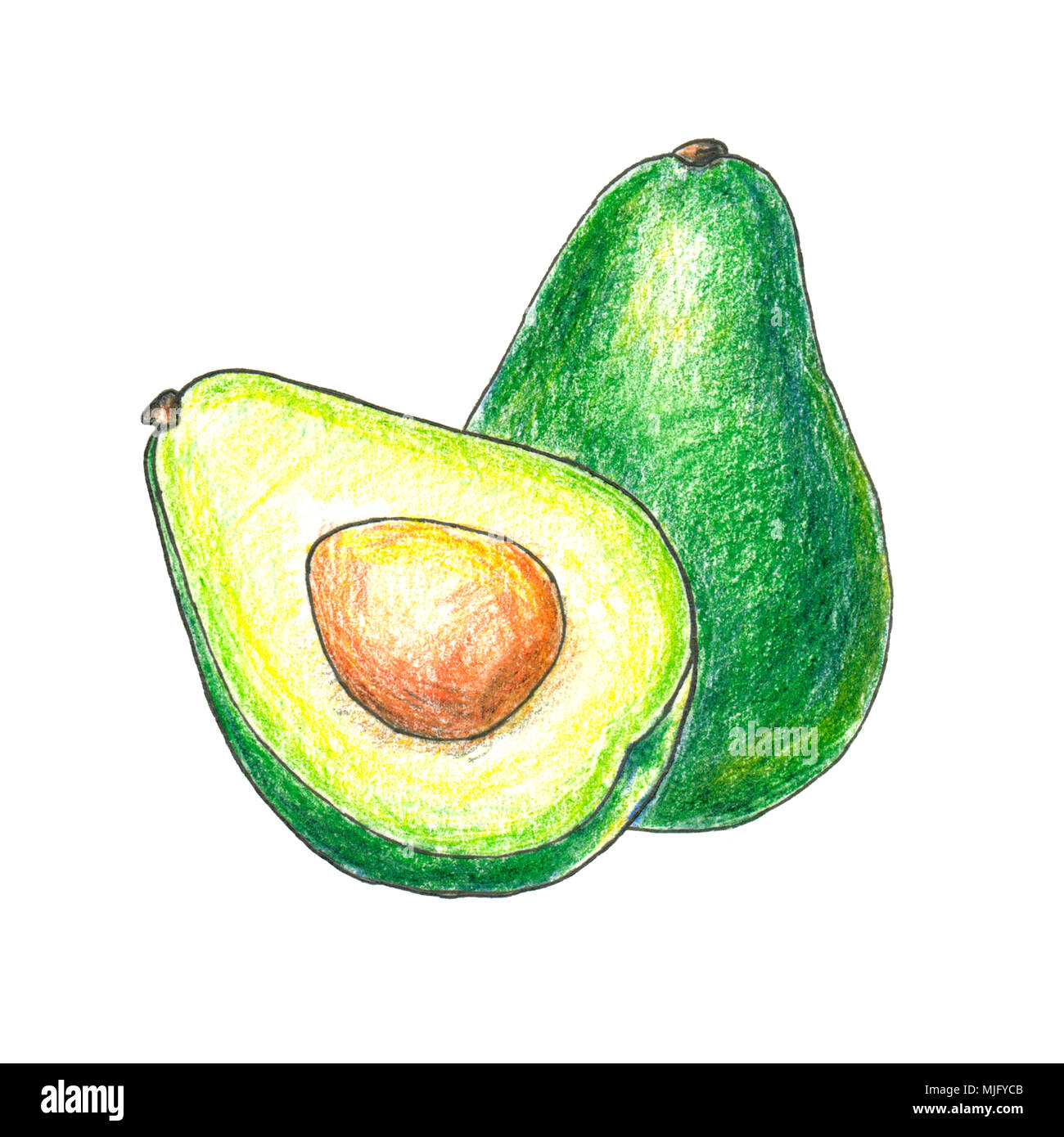 The illustration of avocado fruit. This is hand drawn illustration. Stock Photo