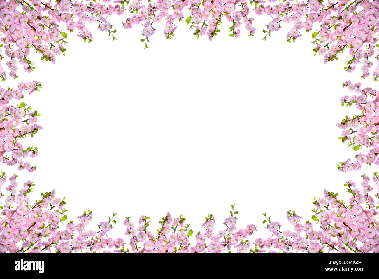 Frame with blooming almond twigs on a white background. Stock Photo