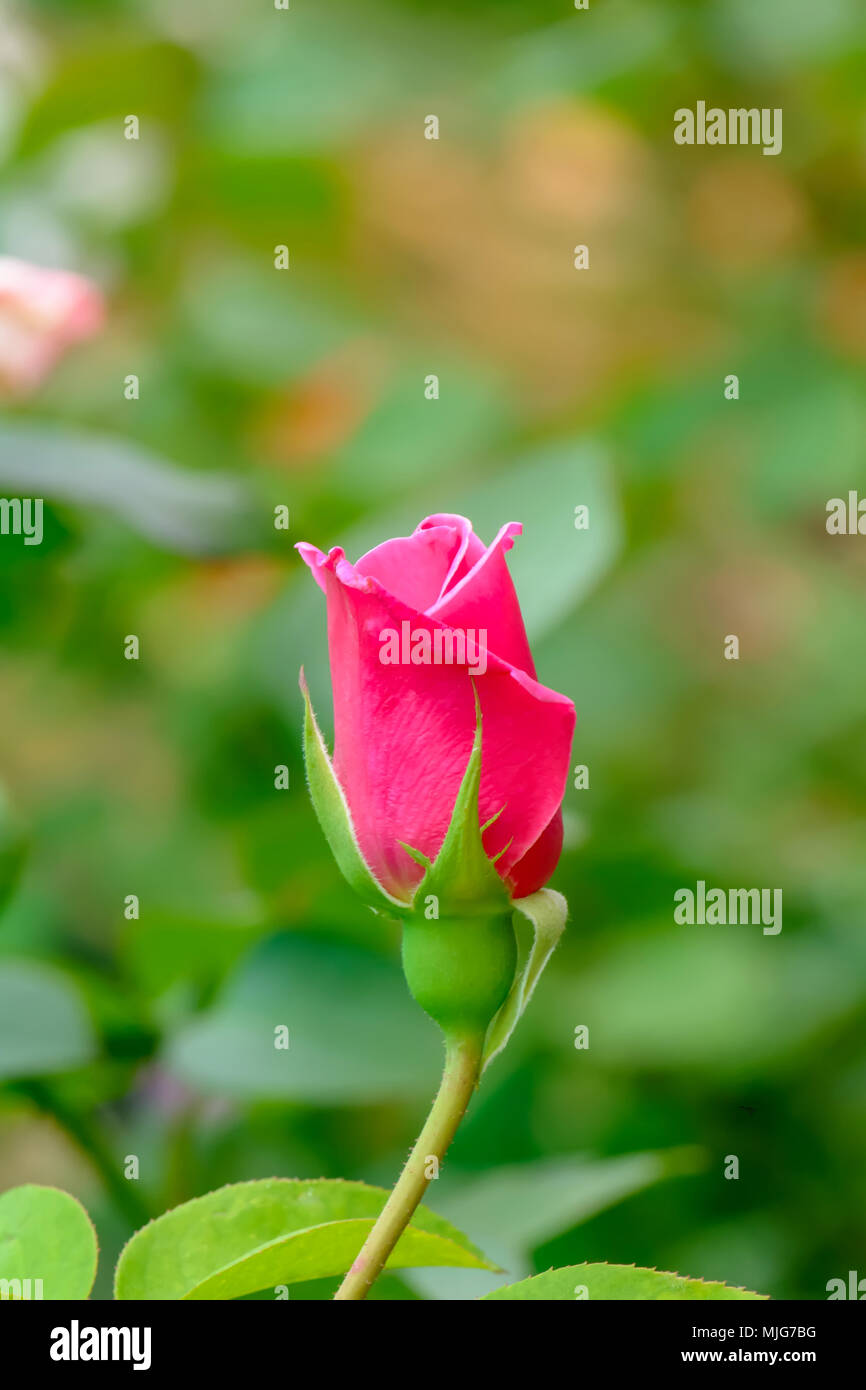 The rose is the flower represents love. Its on a nature background