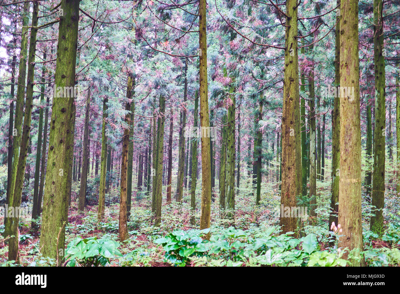 Tranquil Cedar Forest in Jeju Island Stock Photo - Alamy