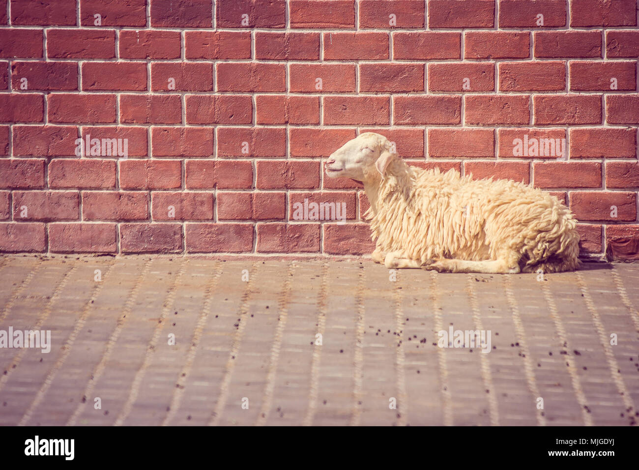 Brown sheep laying down on concrete floor with red brick wall in the background at countryside. Stock Photo