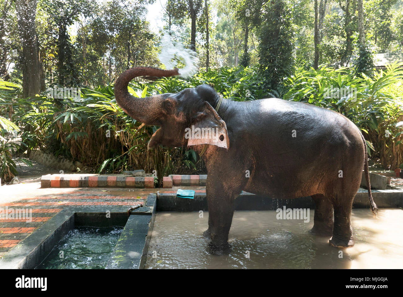 Kerala the most prosperous state in India,with tea,and spices and tourism ,  a visit to an elephant home in Thekkady with their different colouring  Stock Photo - Alamy