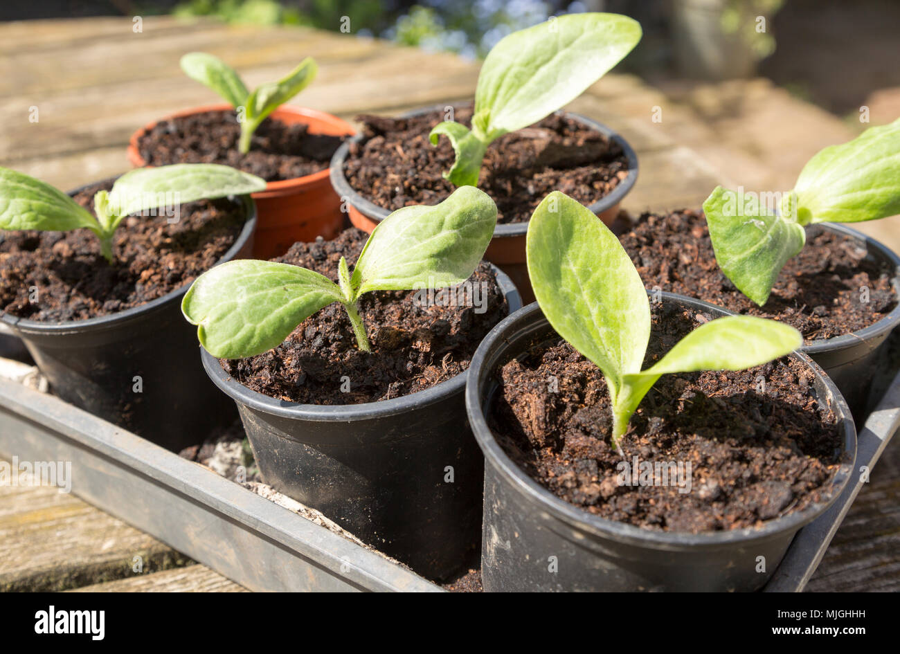 Courgette zucchini seedlings growing in pots Stock Photo Alamy