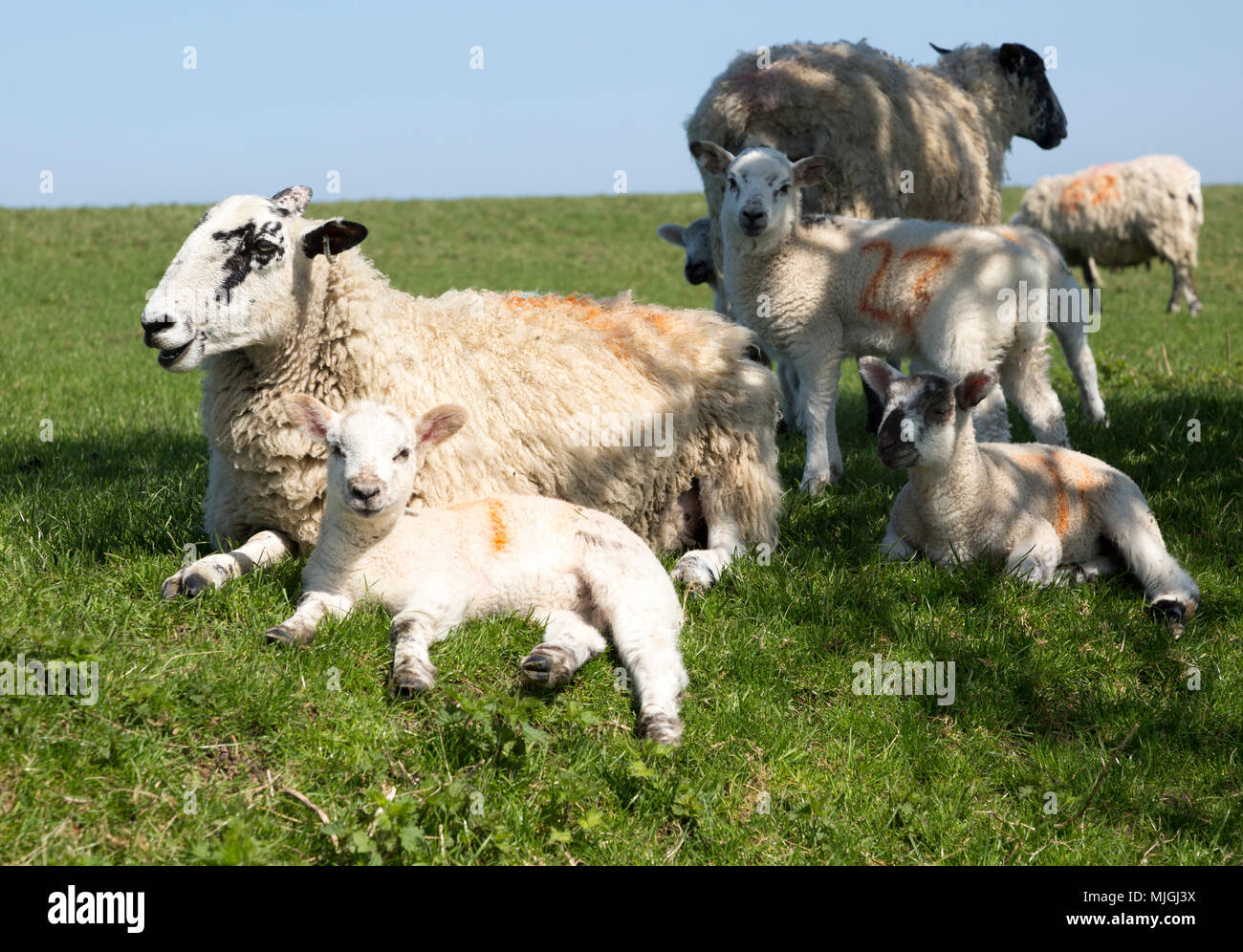 Sheep and lambs on chalk downland near Pewsey, Wiltshire, England, Uk Stock Photo
