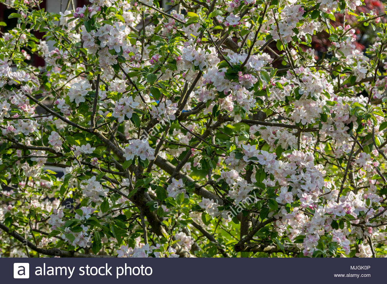 Cornish Gilliflower Apple High Resolution Stock Photography and Images