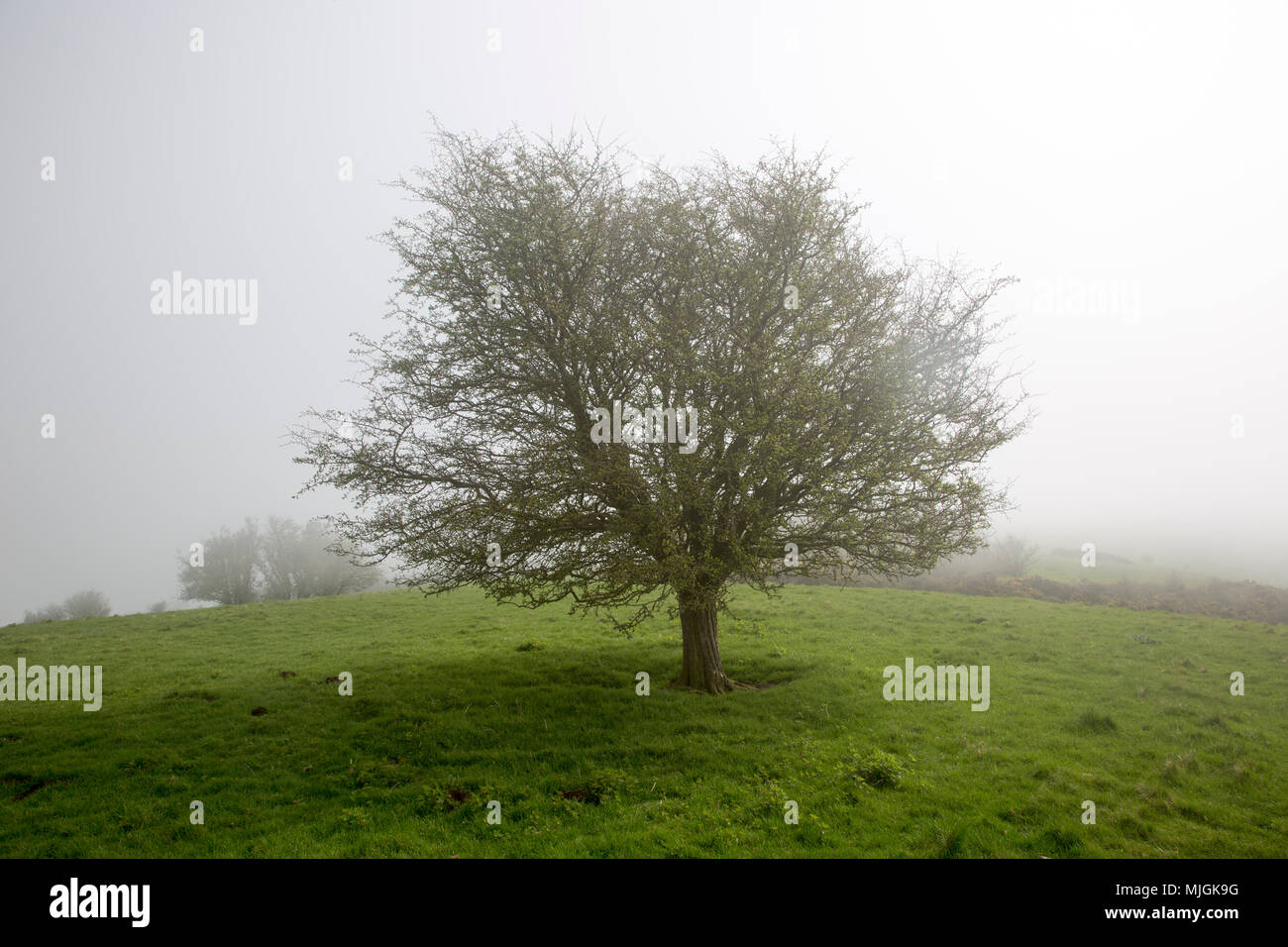 Foggy weather on chalk downs near Knap Hill, Alton Barnes, Wiltshire, England, UK leafless hawthorn tree Stock Photo