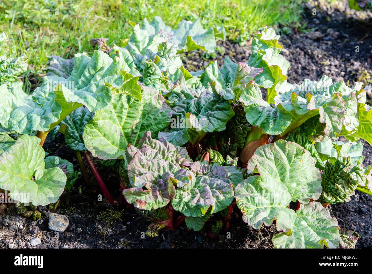 Fast growing garden plants hires stock photography and images Alamy