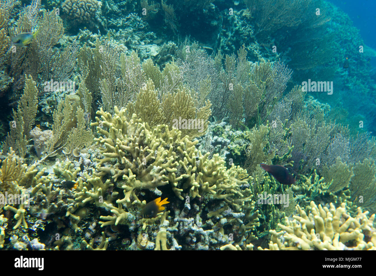 Coral reef in Togian island, close to Sulawesi, indonesia Stock Photo ...