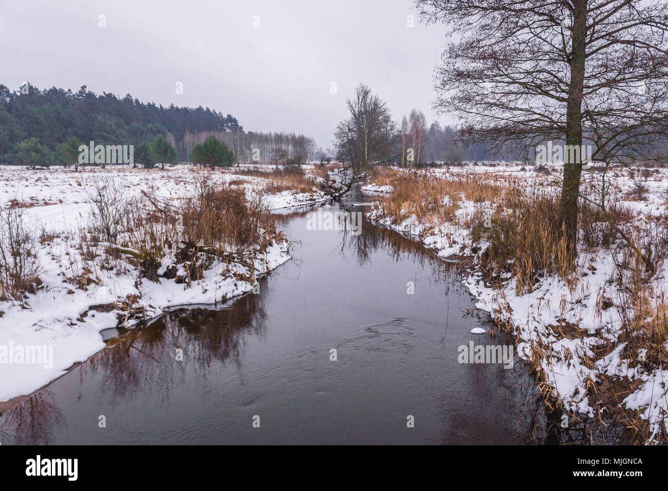 Narewka river, tributary of the Narew river in Gruszki village within Hajnowka County, Podlaskie Voivodeship of Poland Stock Photo