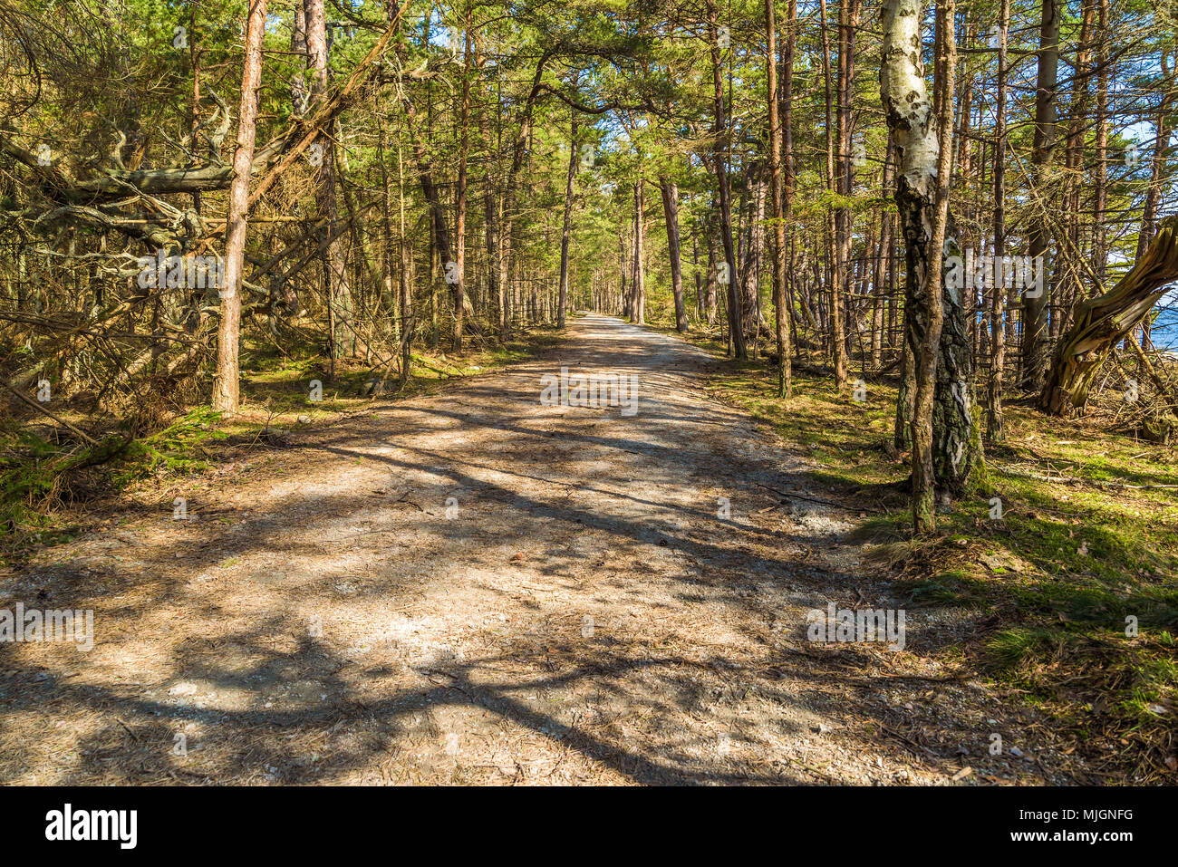 Trollskogen nature reserve on Oland, Sweden. Easy access wide hiking trails through the forest, suitable for trams and wheelchairs, are usual in the r Stock Photo