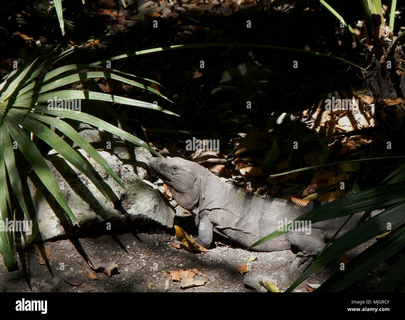 Iguana posando en una calle de Mejico Stock Photo