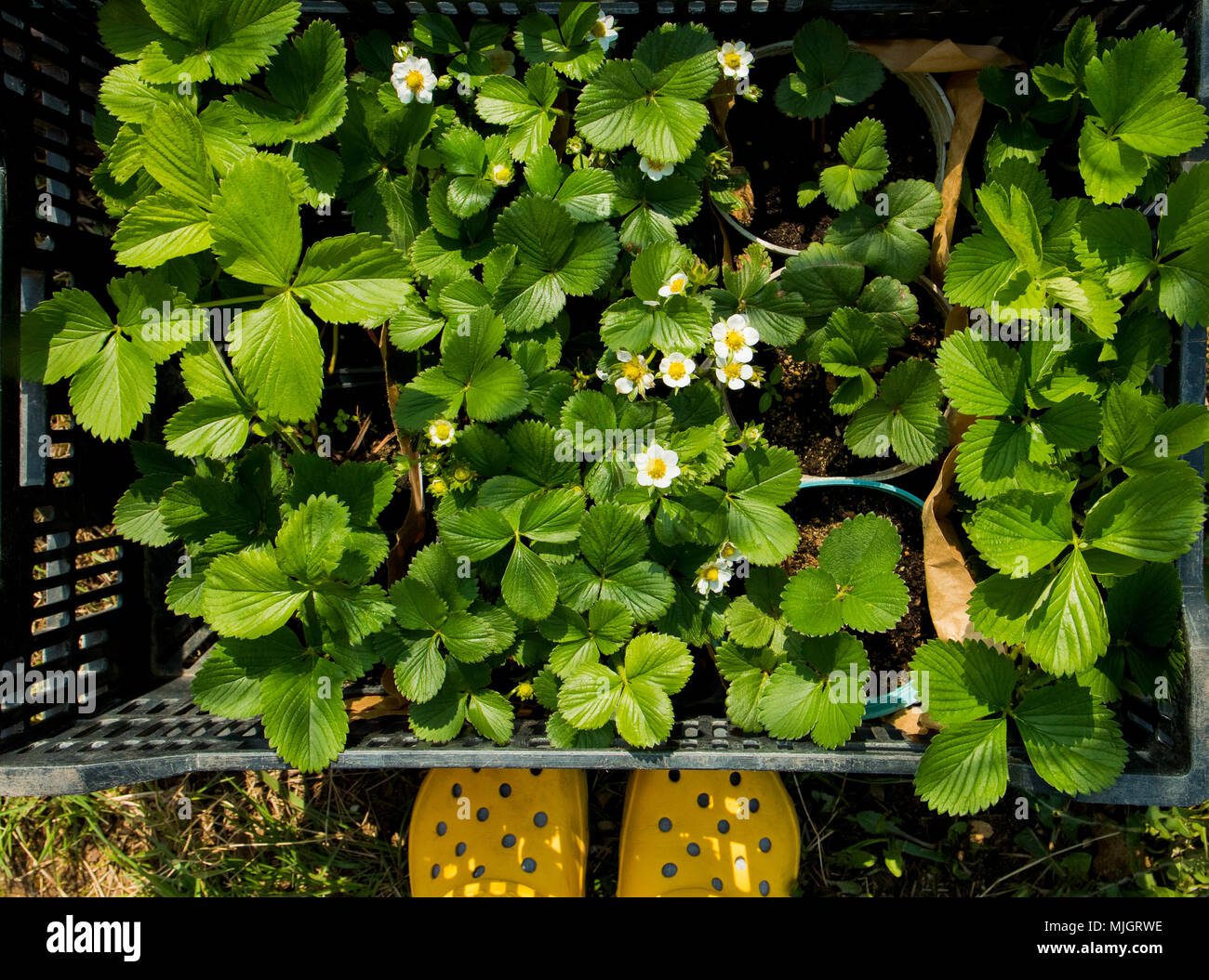 Seedlings of strawberries in plastic boxes Stock Photo - Alamy