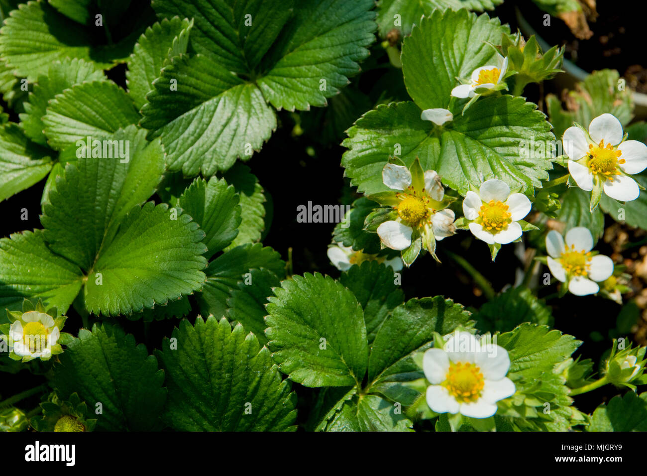 Seedlings of strawberries in plastic boxes Stock Photo - Alamy