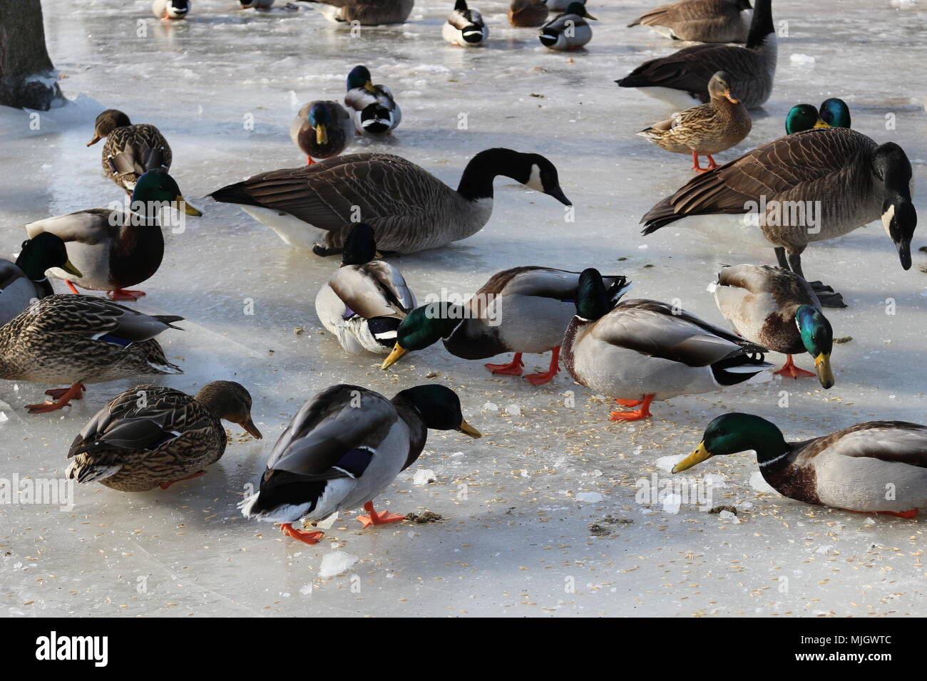 Tons of Canadian geese and mallard ducks grazing for food during the