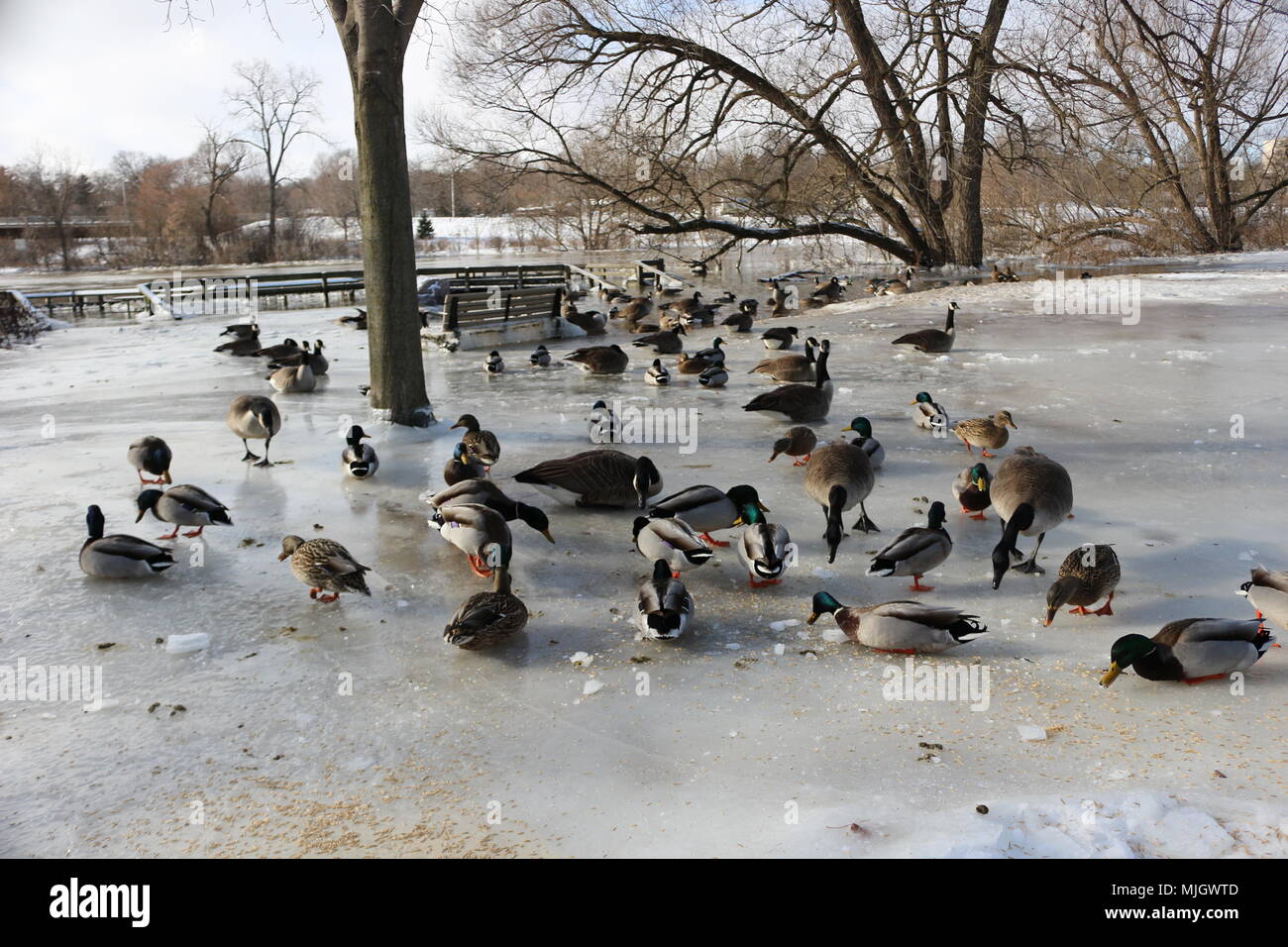 Tons of Canadian geese and mallard ducks grazing for food during the