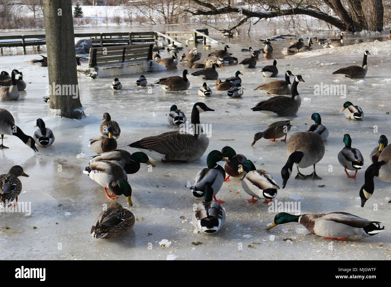 Tons of Canadian geese and mallard ducks grazing for food during the winter in Canada Stock