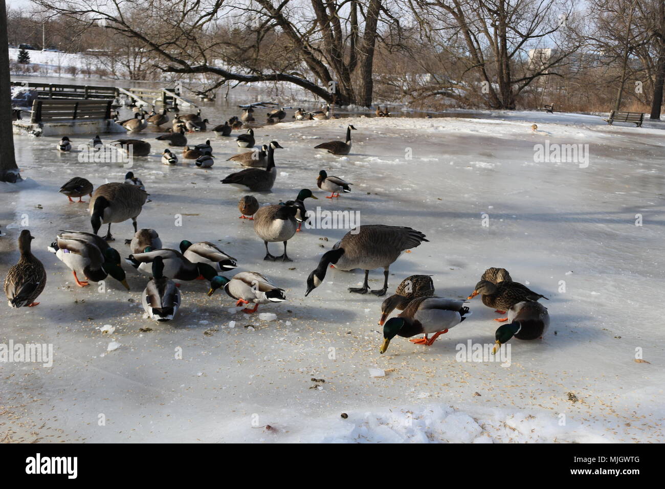 Tons of Canadian geese and mallard ducks grazing for food during the