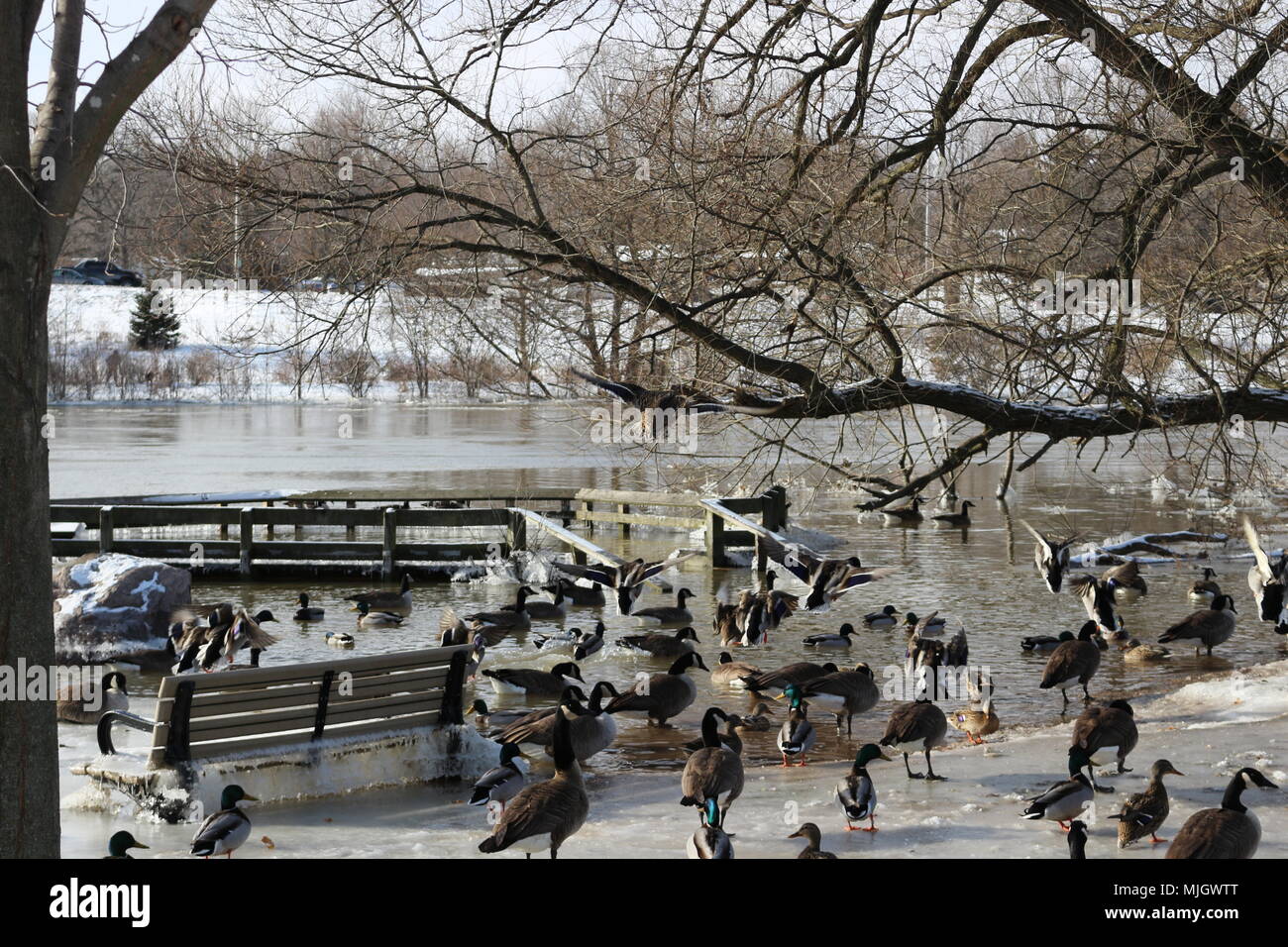 Tons of Canadian geese and mallard ducks grazing for food during the winter in Canada Stock