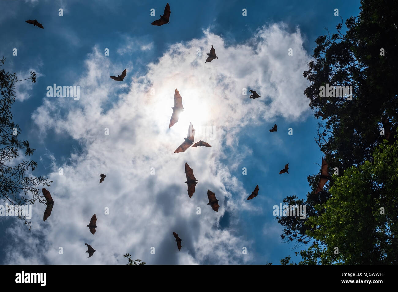 Flying fox giant bat australia hi-res stock photography and images - Alamy